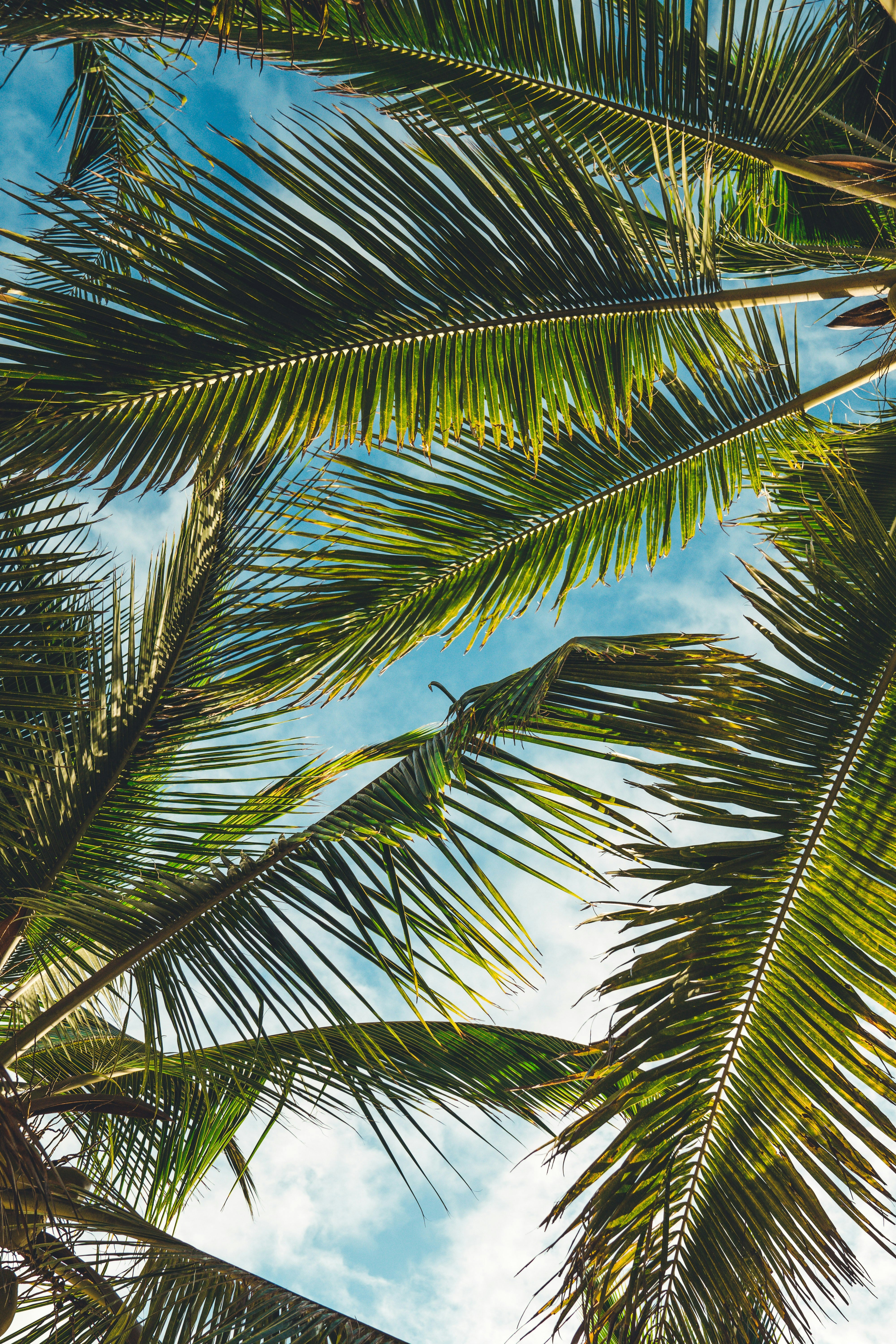 Tropical & Fresh
